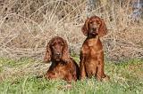 SETTER IRLANDAIS 217